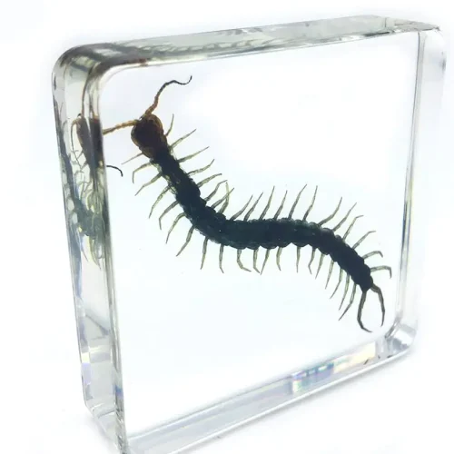 Preserved Centipede Specimen 10/Pack