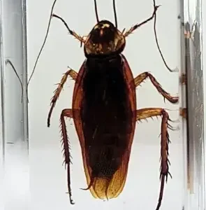 Preserved Giant Cockroach Specimen