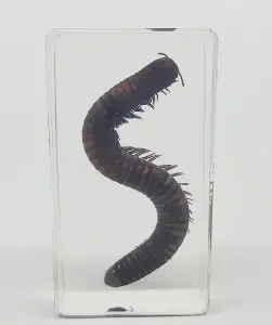 Preserved Millipede Specimen 10/pack