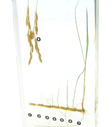 Paddy Rice Germination Specimen