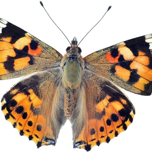 Live Painted Butterfly Kit