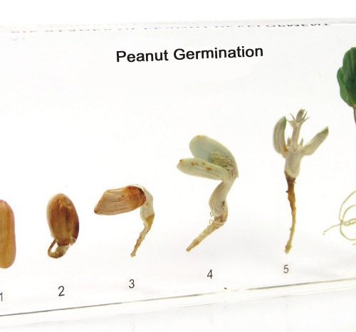 Peanut Germination Acrylic Specimen