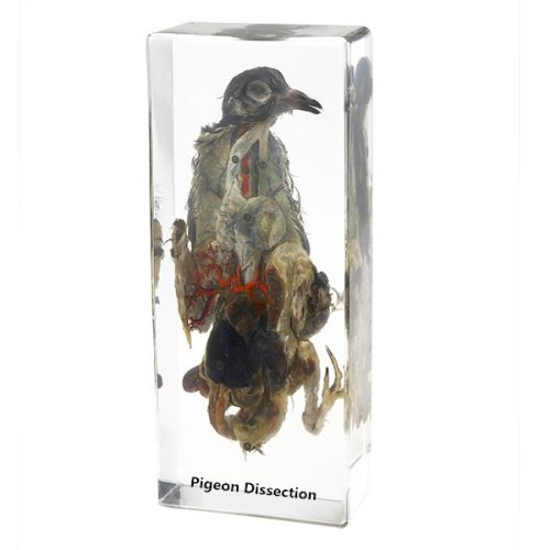 Dissected Pigeon Specimen In-Plastic