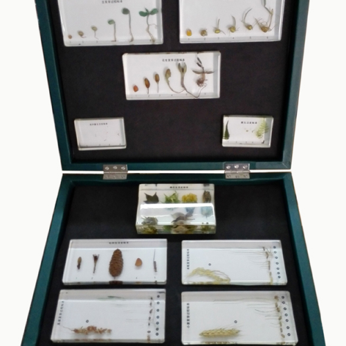 Plant Germination Plastic Set