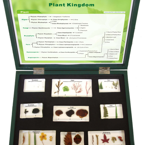 Plant Kingdom Specimen 9pcs/set