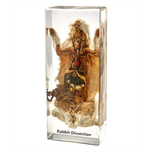 Dissected Rabbit Specimen in-Plastic