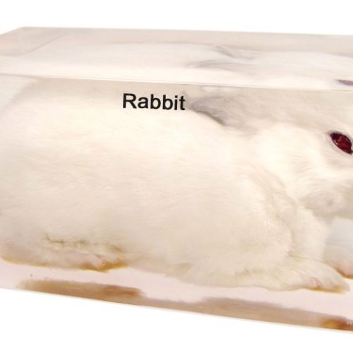 Rabbit Specimen Plastic Embedded