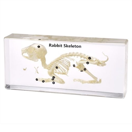 RABBIT SKELETON - PLASTIC EMBEDDED