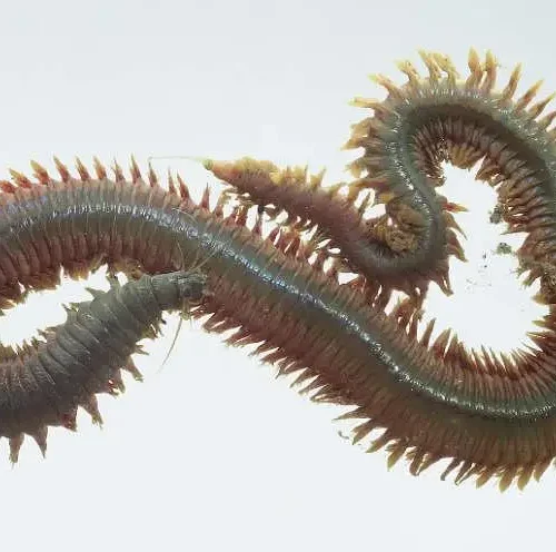 Rag Worm Nereis Specimen