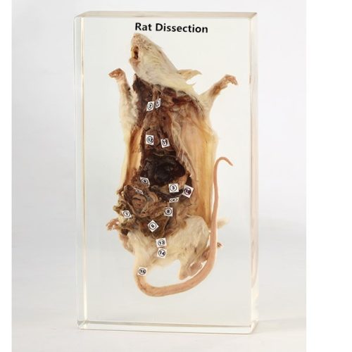 Dissected Rat Specimen In-Plastic