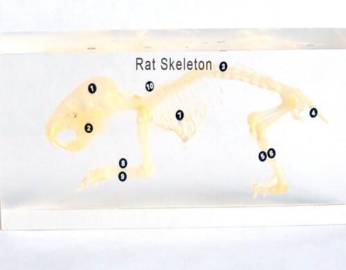 Real Rat Skeleton Model