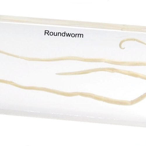 Real Roundworm Specimen Model