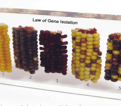 Corn Gene Isolation Set