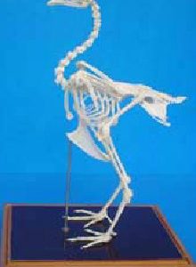 Natural Chicken Skeleton Structure