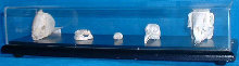 Comparative Natural Skull Structures