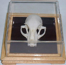 Natural Cat Skull Skeleton