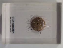 Sea Urchin Simulation Model