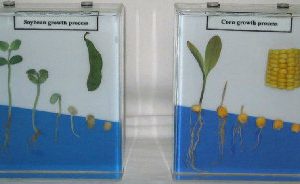 Soybean - Corn Growth Specimen