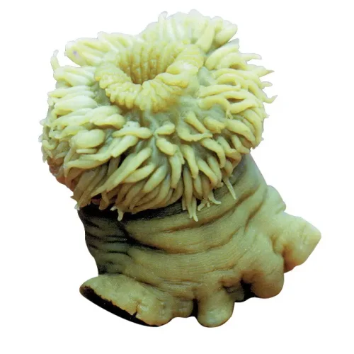 Preserved Sea Anemone Specimen