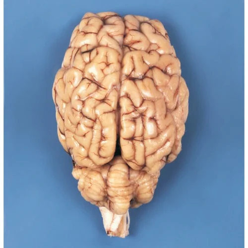 Preserved Sheep Brain Specimen