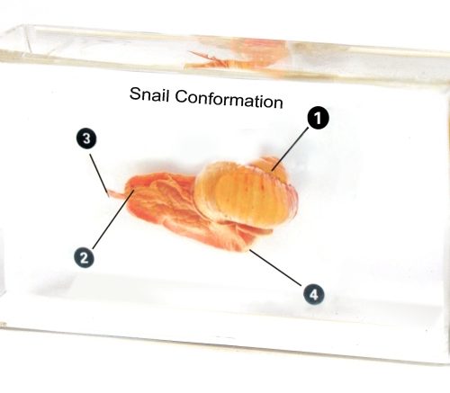 Real Snail Specimen Model