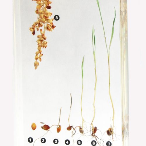 Sorghum Germination Acrylic Specimen