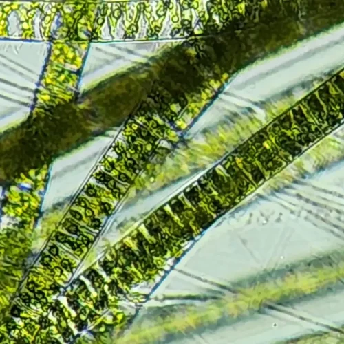 Spirogyra Vegetative Living Organism