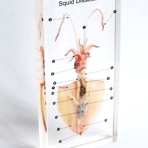 Dissected Squid Specimen In-Plastic