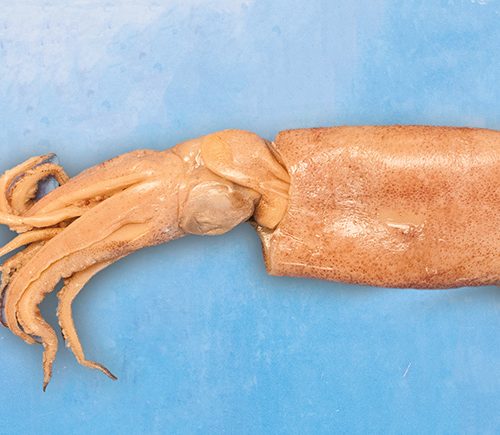 Preserved Squid Loligo Forbesi