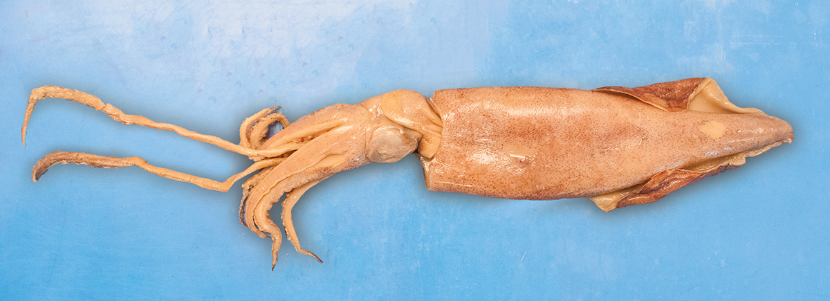 Preserved Squid Loligo Forbesi