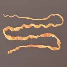 Tape Worm Monezia Specimen
