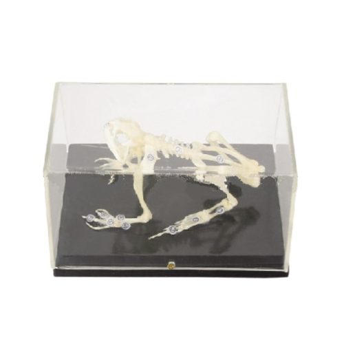 SKELETON OF TOAD