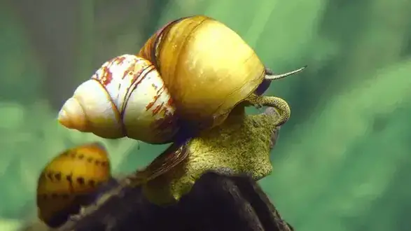 Trapdoor Snail Viviparus 10/pk
