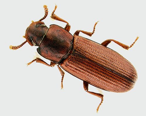 Live Tribolium Confusum 100/Pack