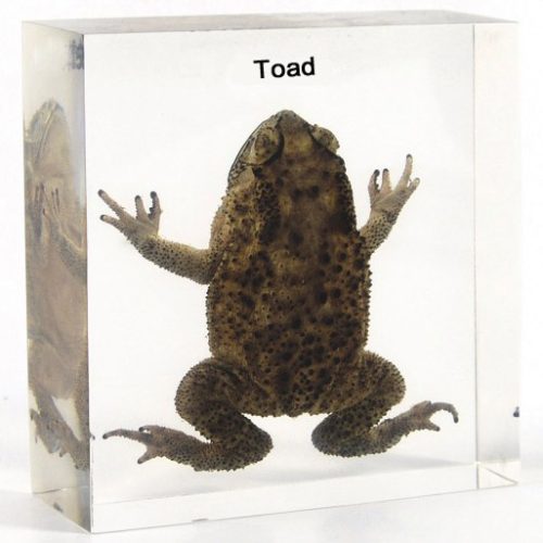 Toad Specimen Plastic Embedded