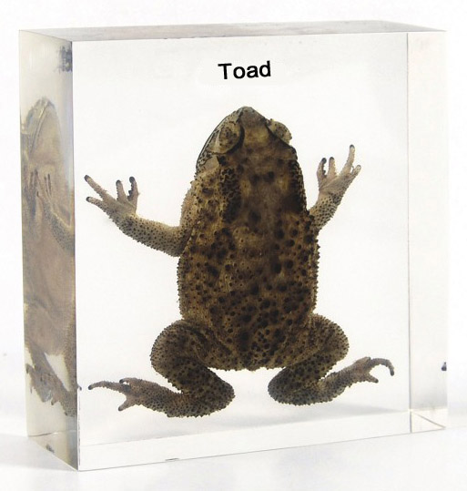 Toad Specimen Plastic Embedded