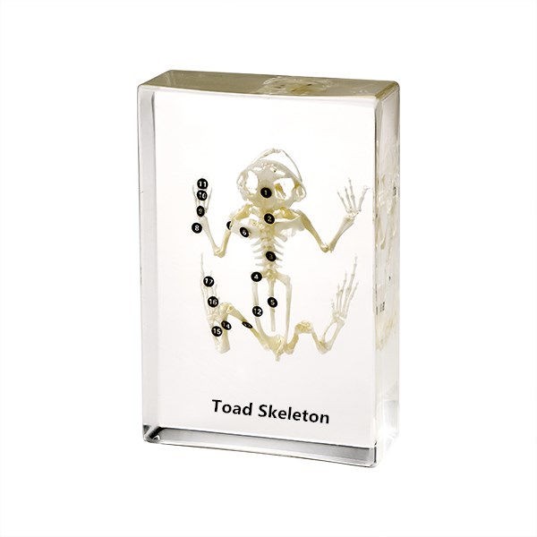 TOAD SKELETON - PLASTIC EMBEDDED