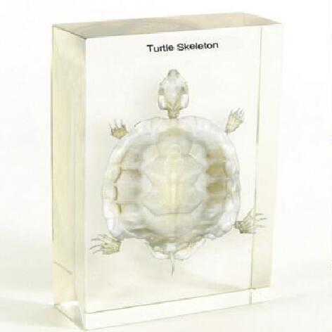 Turtle Skeleton - Acrylic Block