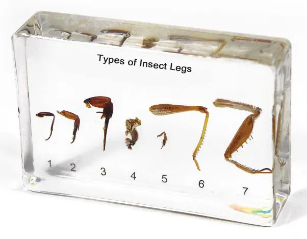 Insect Legs Specimen Model