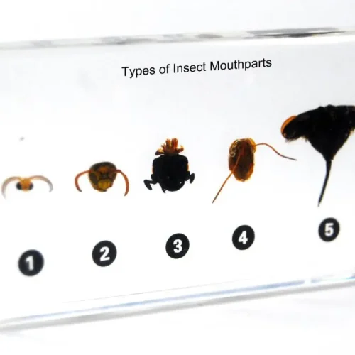 Insect Mouthparts Specimen Model