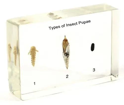 Insect Pupae Specimen Model