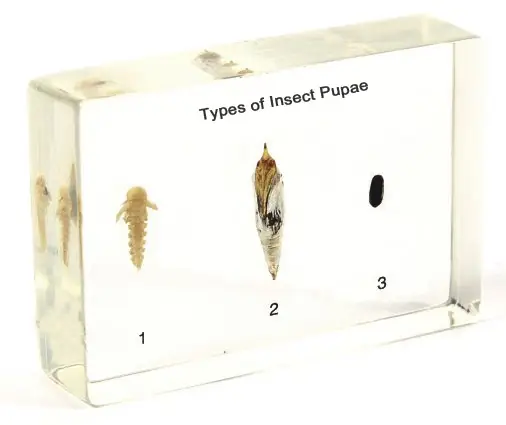 Insect Pupae Specimen Model