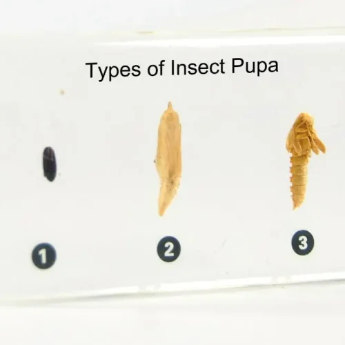 Insect Pupae Plastic Embedded