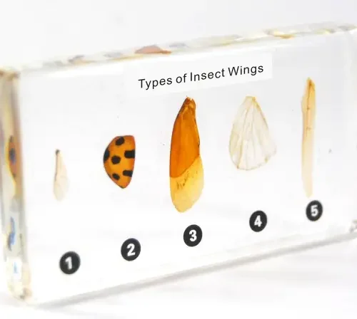 Insect Wings Specimen Kit