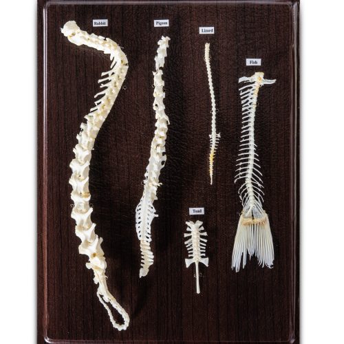 Vertebra Natural Skeleton Comparison