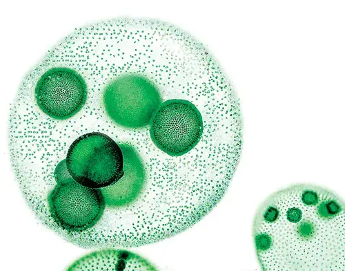 Volvox Living Organism Pack