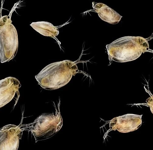 Daphnia Water Fleas 300/bag