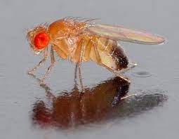 Wild Fruit Flies 30/Stage