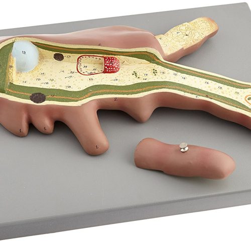 MODEL OF AMOEBA