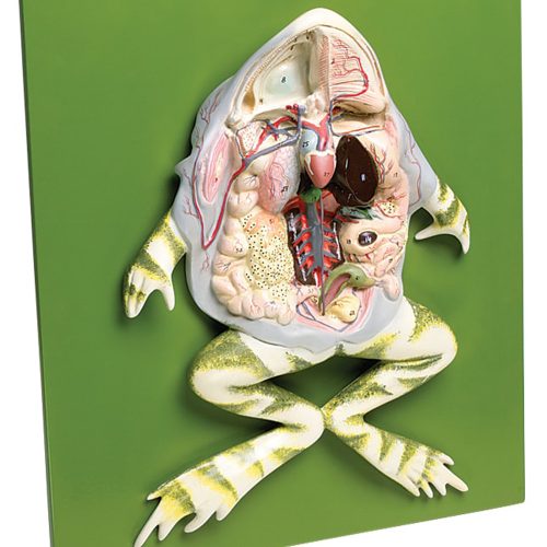 FROG DISSECTION